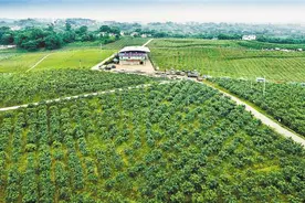 江津九叶青何以成为中国花椒“四大名旦”之冠图片