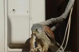 这只红隼又“回家”捉老鼠，老可爱了图片