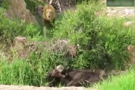 南非一头水牛被三只饥饿的狮子伏击围攻 惨被猎杀图片