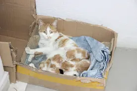 土耳其一怀孕猫咪临产前去牙科门诊求助图片