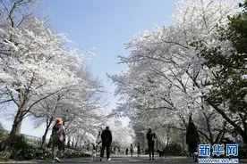 美国纽约中央公园樱花盛开图片