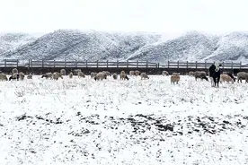 青海海北四月飞雪 牛羊漫步雪中金银滩草原图片