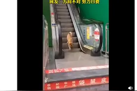 狗子下扶梯走反差一步下不来 狗：走过最长的路是主人的套路图片