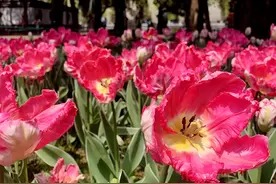 中山公园郁金香花展明天开幕，鹦鹉型郁金香“帝国时代”首次亮相图片