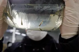 “果汁”藏鱼？海关“邮”进8条活体青鳉鱼……当场查扣图片