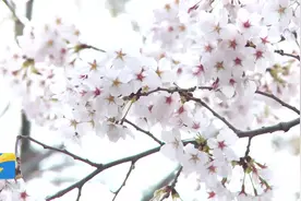 50秒丨约起来！潍坊浞河600余米“樱花大道”花香四溢图片