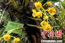 广州增城石斛兰花盛放 游客寻香而至图片