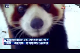 这“怼脸照”绝了！峨眉山金顶首次拍到小熊猫，网友调侃：太有镜头感图片