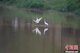 生态环境改善 广西梧州市玫瑰湖湿地公园成白鹭栖息家园图片
