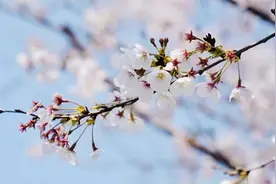 59秒丨樱花一舞满倾城“十里樱花”等你来赴春之约图片