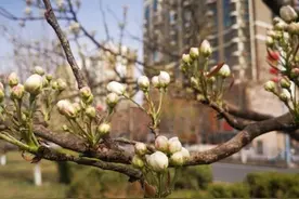 4月10日 我们天鹅河畔赏梨花 品音乐图片