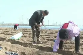 菏泽市巨野县：南蔗北种 百亩农田扎下甜蜜根视频封面