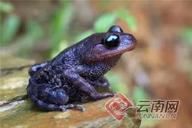 云南屏边大围山首次拍摄到这种可爱小生命的高清影像图片