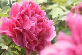 四月花开真养眼 国色天香唯牡丹视频封面