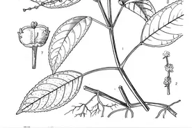 菠萝和凤梨、蛇果和苹果、毛豆和黄豆，它们一样吗？图片