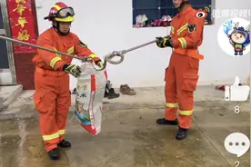 银环蛇闯入居民家，桐城消防员擒拿后放生图片