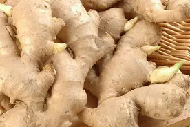 生姜别再做调料了！五种新吃法，助你祛除体内湿毒图片