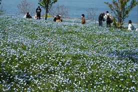 日本大阪公园粉蝶花绽放 开成蓝色海洋图片