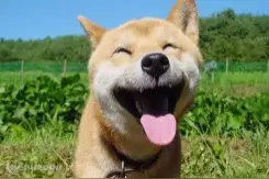 女子爱心收养十几条狗，整个楼不干了！邻居被迫搬家图片