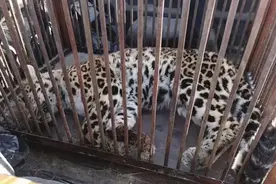 大山里上门开庭！一农民非法捕猎金钱豹被判刑图片