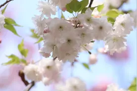 诗画山东｜聊城3000余株樱花浪漫盛开 游人如织春光无限图片