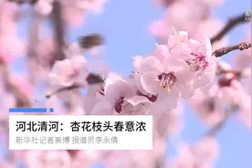 河北清河：杏花枝头春意浓