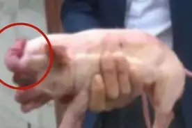 奇！安康一母猪生出了一只“小象”？鼻子近5厘米长图片