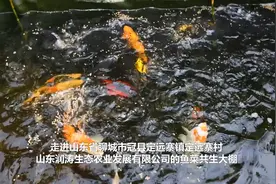 山东聊城：“鱼菜共生”打造生态高效农业新样板视频封面