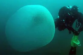 海中惊现神秘透明球体,鱼类都敬而远之,这到底是什么?图片