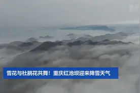 雪花与杜鹃花共舞！重庆红池坝迎来降雪天气视频封面