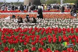 梦幻！日本千叶县佐仓郁金香节举行图片