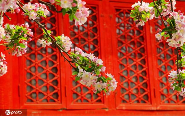 海棠花什么时候开（樱花凋落海棠接棒全国各地海棠花进入最佳观赏期）