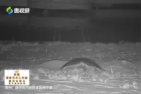 惠东国家级海龟自然保护区今年迎来首只海龟上岸产卵图片