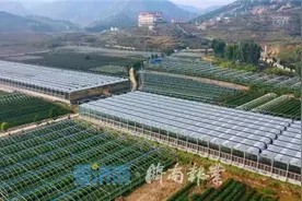 济南以特色茶产业赋能乡村振兴！加快三产深度融合图片