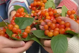 成都一高校摘樱桃请学生吃：共享校园成果视频封面