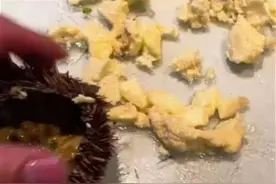 游客投诉海胆蒸蛋没海胆，三亚通报：未发现掺杂掺假图片