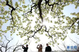 河北迁西：梨花吐芳满园春图片