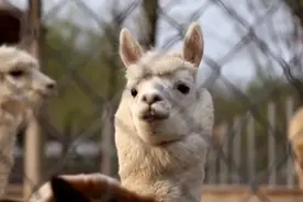 河北石家庄：萌物大集结 动物园喜添新丁视频封面