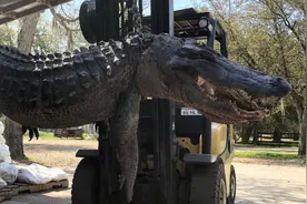 美国肉店在鳄鱼体内发现5个狗牌 还联系了狗的主人图片