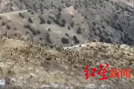 震撼！近200头白臀鹿现身色达，山间追逐嬉戏图片