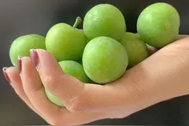 信宜三月李大量上市，收购价每市斤5-7元，与近年同期波幅不大图片