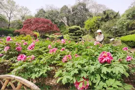 “落户”长宁近900年！中山公园的牡丹花竟然还有这样的故事……图片