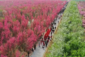 满“棠”春色迎客来，邹平海棠花节促农旅融合图片