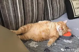 一只靠睡姿走红的橘猫… 这就是睡神本神吧…图片