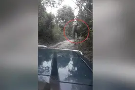 泰国青年开车与愤怒的大象狭路相逢 被迫倒车躲避图片