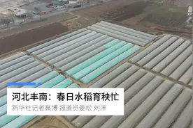 河北丰南：春日水稻育秧忙视频封面