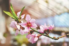 桃花一笑醉春风图片