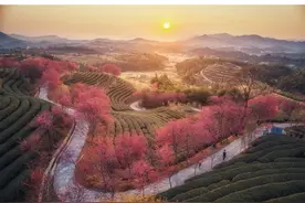 早安广东 | 河源和平青州镇樱花图片