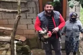 成精了！土耳其一公鸡在被宰杀前大喊“妈妈”图片