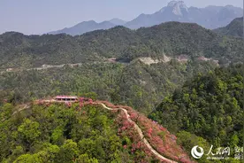 安徽岳西：杜鹃花开映山红图片
